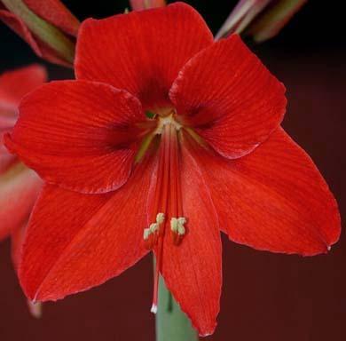 Photo of Amaryllis (Hippeastrum 'Lovely Bells') uploaded by bsharf