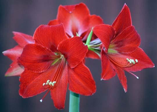 Photo of Amaryllis (Hippeastrum 'Lovely Bells') uploaded by bsharf