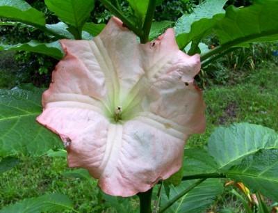 Photo of Angel's Trumpets (Brugmansia) uploaded by hementia