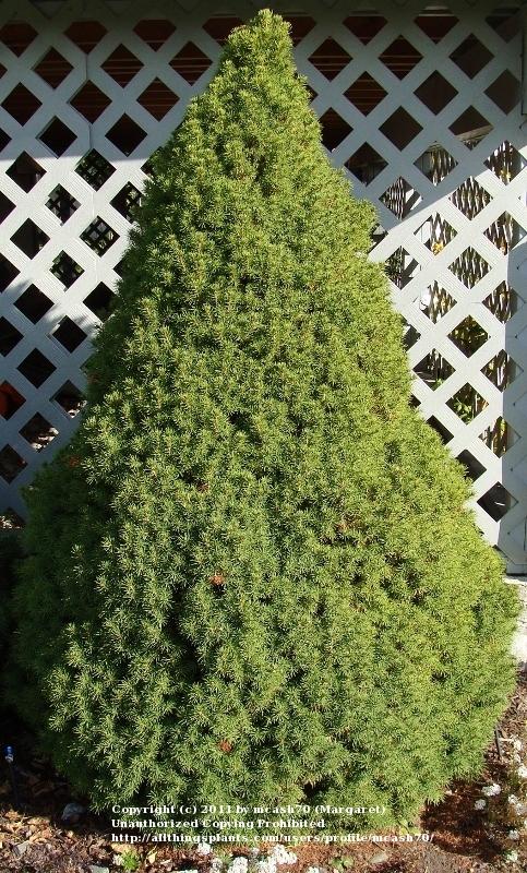 Photo of Dwarf Alberta Spruce (Picea glauca var. albertiana 'Conica') uploaded by mcash70