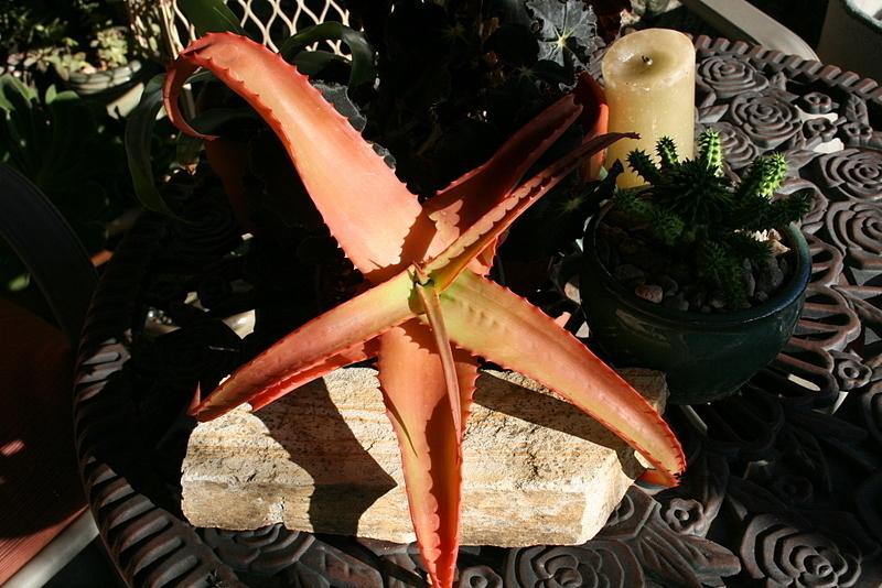 Photo of Cameron's Ruwari Aloe (Aloe cameronii) uploaded by Calif_Sue