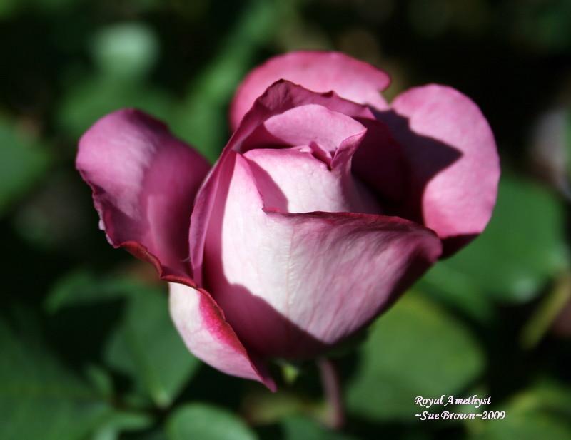 Photo of Rose (Rosa 'Royal Amethyst') uploaded by Calif_Sue