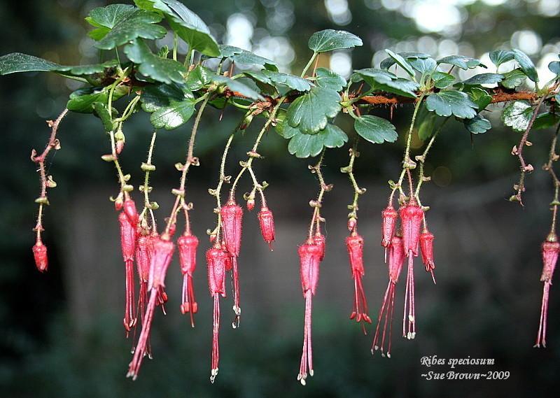 Photo of Fuchsia-Flowered Gooseberry (Ribes speciosum) uploaded by Calif_Sue