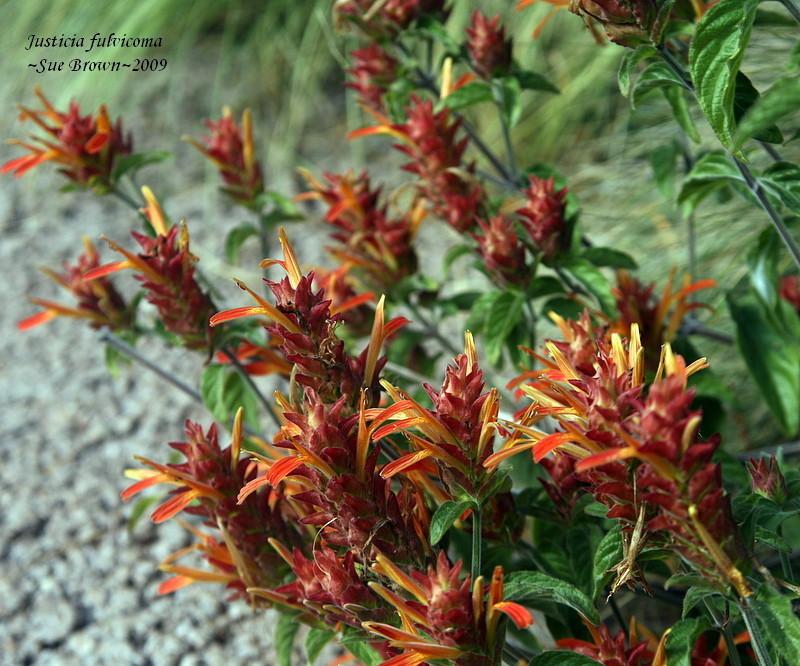 Photo of Mexican Plume (Justicia fulvicoma) uploaded by Calif_Sue