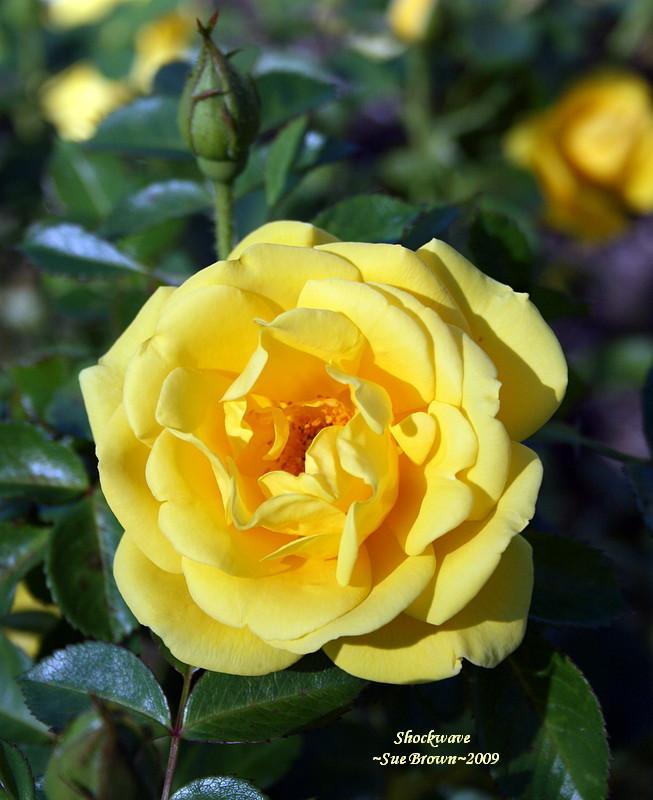 Photo of Rose (Rosa 'Shockwave') uploaded by Calif_Sue