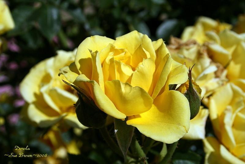 Photo of Rose (Rosa 'Dorola') uploaded by Calif_Sue