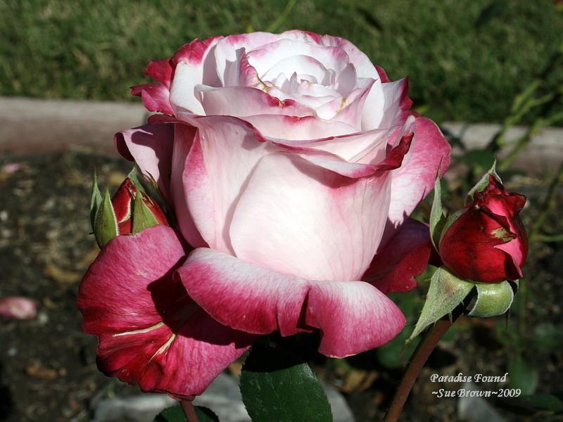 Photo of Rose (Rosa 'Paradise Found') uploaded by Calif_Sue