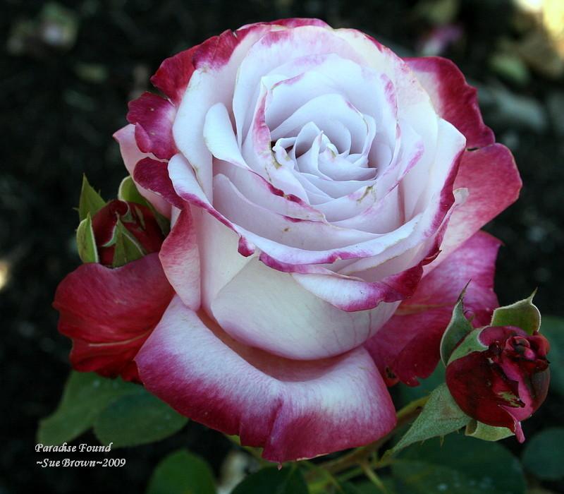Photo of Rose (Rosa 'Paradise Found') uploaded by Calif_Sue