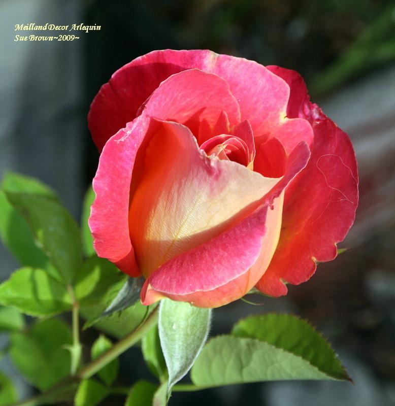 Photo of Rose (Rosa 'Decor Arlequin') uploaded by Calif_Sue