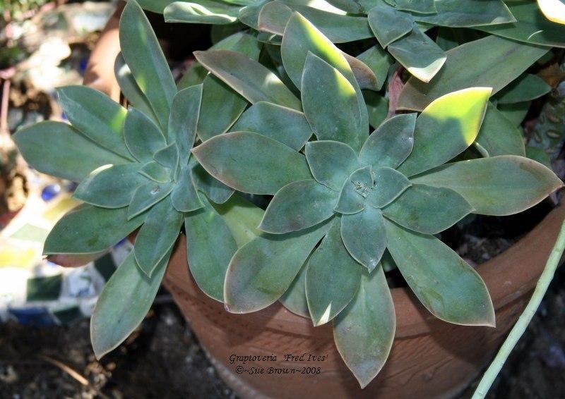 Photo of Graptoveria (XGraptoveria 'Fred Ives') uploaded by Calif_Sue