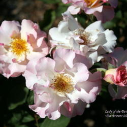 Location: San Jose Heritage Rose Garden
Date: 2009-10-05
