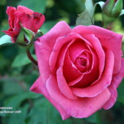 Location: San Jose Heritage Rose Garden
Date: 2009-10-15
