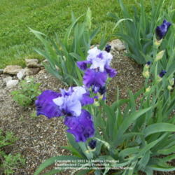 Location: My garden in Kentucky
Date: 2010-05-01
First year bloom.