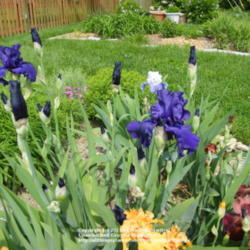 Location: My garden in Kentucky
Date: 2010-05-07
First year bloom.