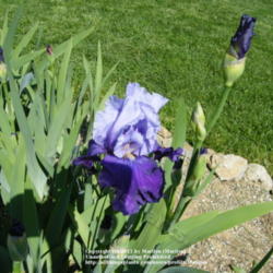 Location: My garden in Kentucky
Date: 2010-04-30
First year bloom.
