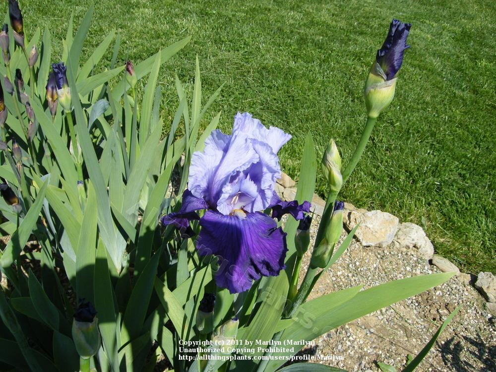Photo of Tall Bearded Iris (Iris 'Mystique') uploaded by Marilyn