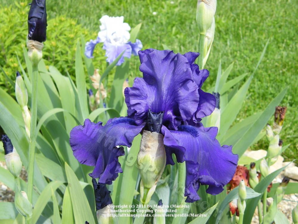 Photo of Tall Bearded Iris (Iris 'Dusky Challenger') uploaded by Marilyn