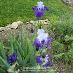 Location: My garden in Kentucky
Date: 2010-05-01
First year bloom.