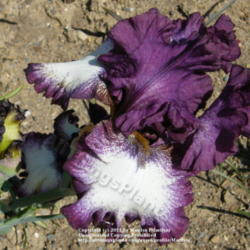 Location: My garden in Kentucky
Date: 2010-05-01
A seedling of Margie Valenzuela. First year's bloom