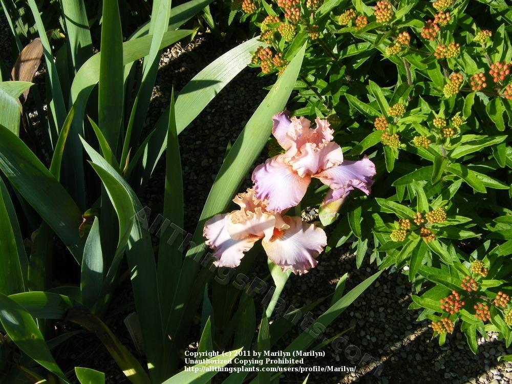Photo of Tall Bearded Iris (Iris 'Ruth Black') uploaded by Marilyn