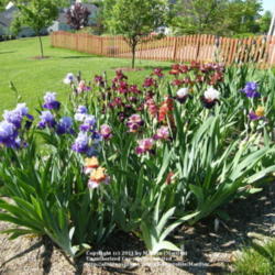 Location: My garden in Kentucky
Date: 2010-05-06
First year bloom.
