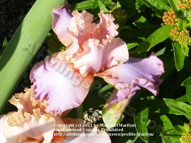 Photo of Tall Bearded Iris (Iris 'Ruth Black') uploaded by Marilyn