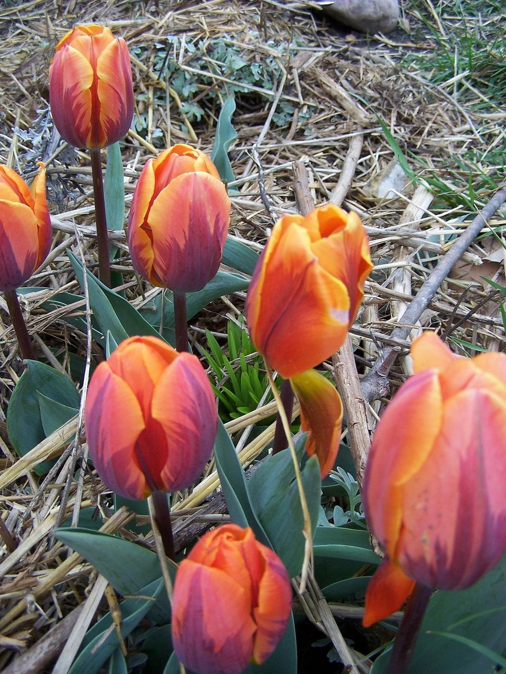 Photo of Triumph Tulip (Tulipa 'Prinses Irene') uploaded by jmorth