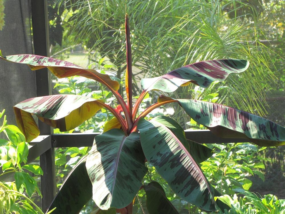 Photo of Blood Banana (Musa acuminata 'Zebrina') uploaded by plantladylin