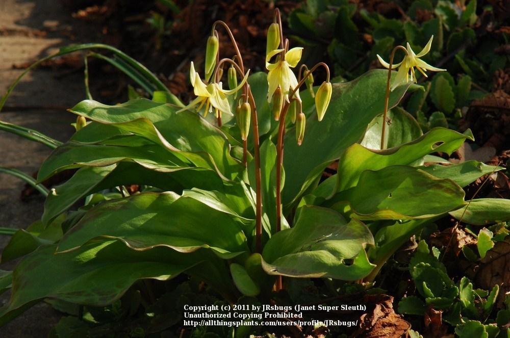 Photo of Trout Lily (Erythronium 'Pagoda') uploaded by JRsbugs