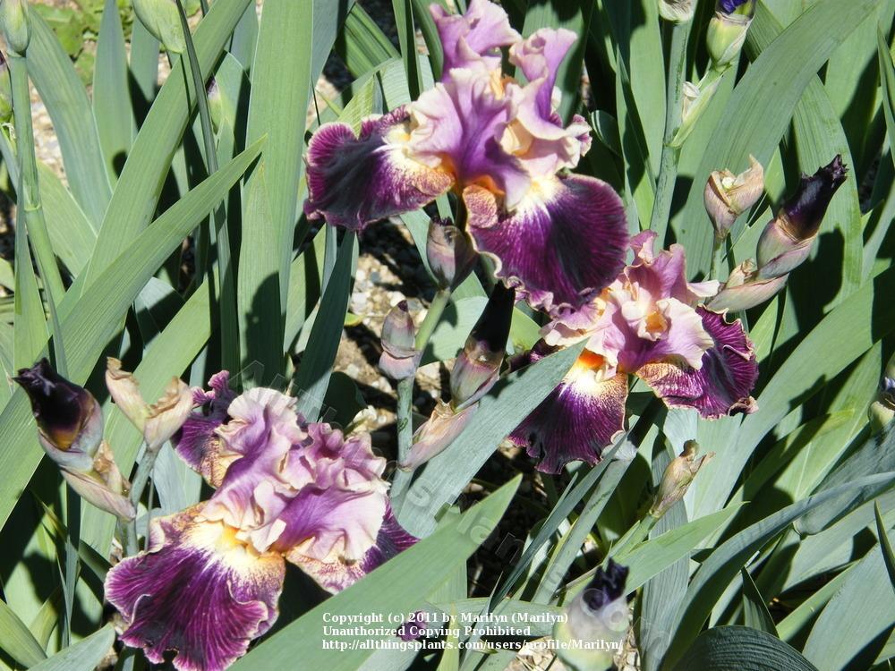 Photo of Tall Bearded Iris (Iris 'Dialect') uploaded by Marilyn