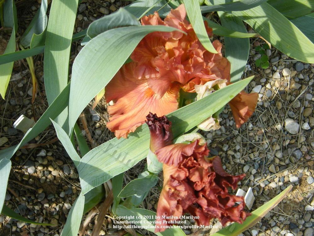 Photo of Tall Bearded Iris (Iris 'Rustle of Spring') uploaded by Marilyn