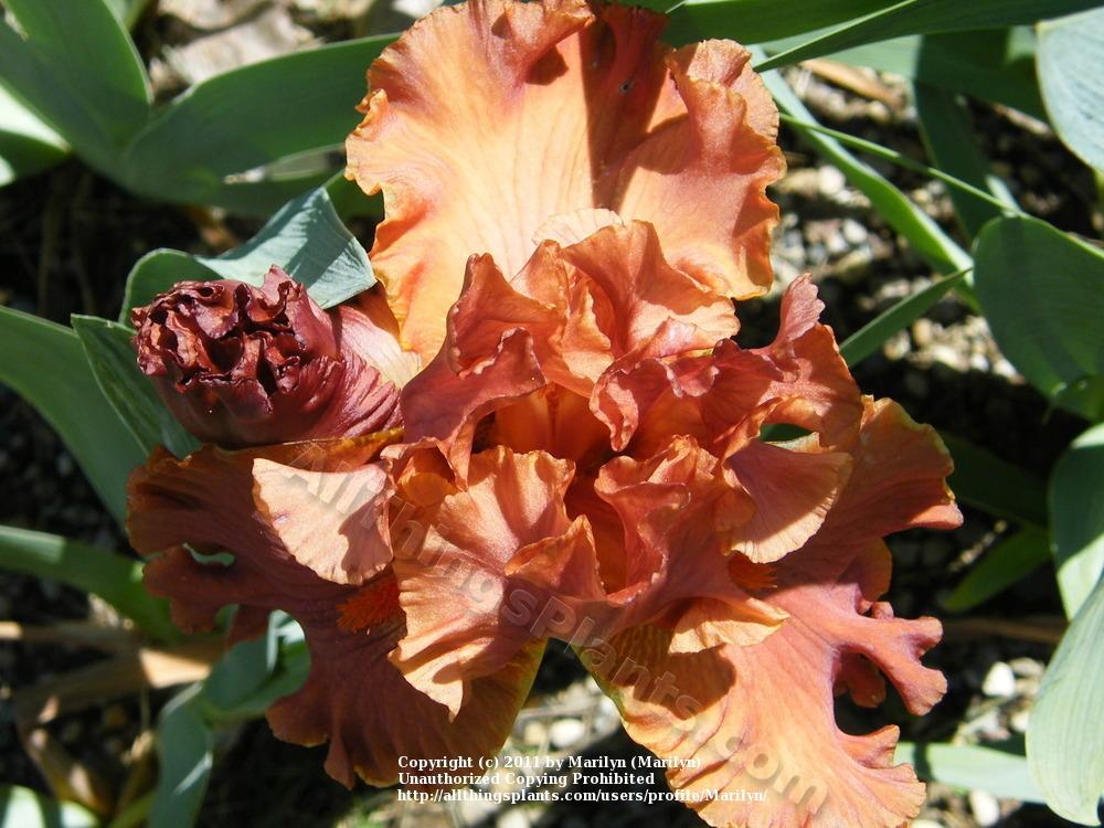Photo of Tall Bearded Iris (Iris 'Rustle of Spring') uploaded by Marilyn