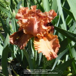 Location: My garden in Kentucky
Date: 2010-05-04
First year bloom.