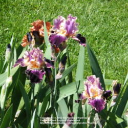 Location: My garden in Kentucky
Date: 2010-05-04
First year bloom.