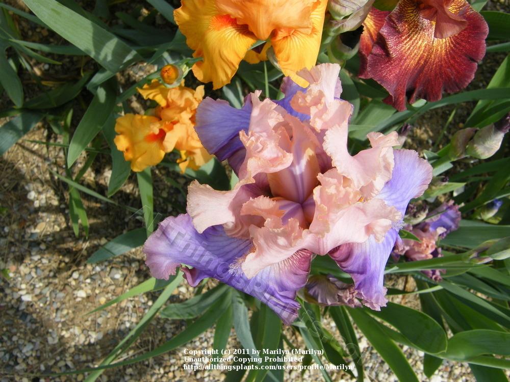 Photo of Tall Bearded Iris (Iris 'Florentine Silk') uploaded by Marilyn