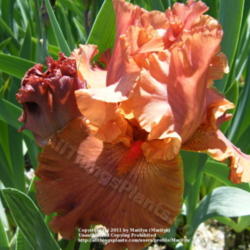 Location: My garden in Kentucky
Date: 2010-05-03
First year bloom.