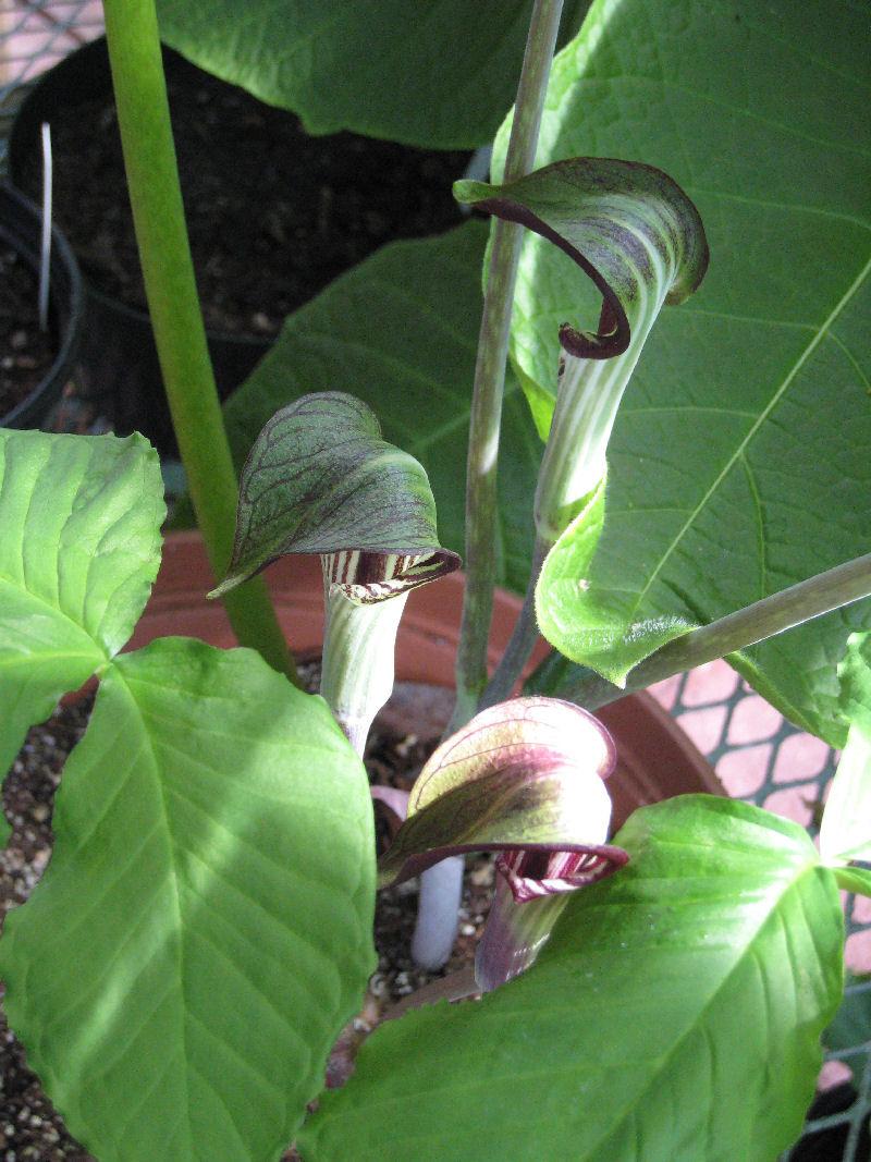 Photo of Jack in the Pulpit (Arisaema triphyllum) uploaded by Strever