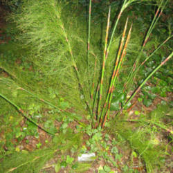 Location: Del Norte county amongst the Redwoods
Date: Feb 2011
young plant