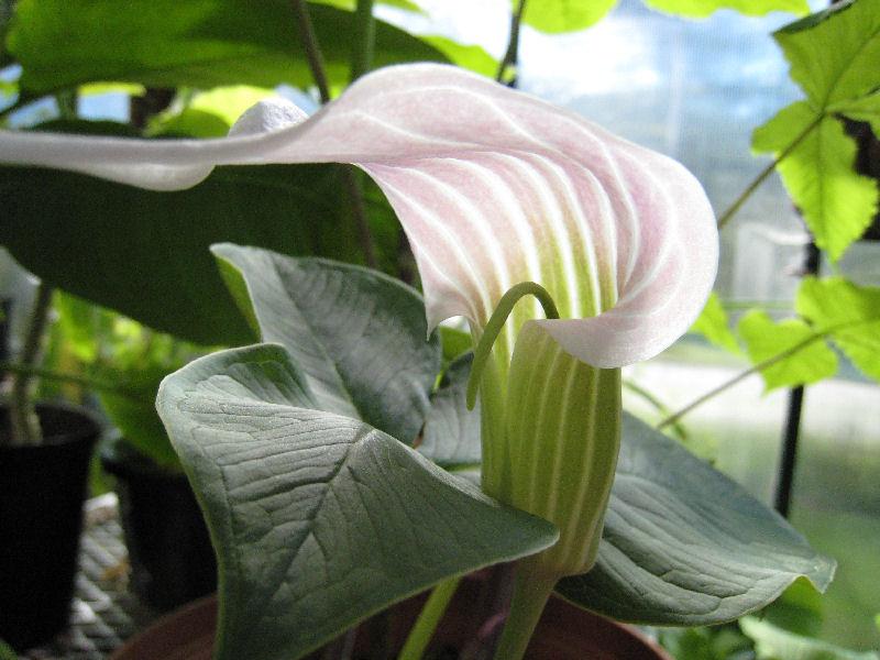 Photo of Striped Cobra Lily (Arisaema candidissimum) uploaded by Strever