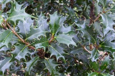 Photo of False Holly (Osmanthus heterophyllus) uploaded by hementia