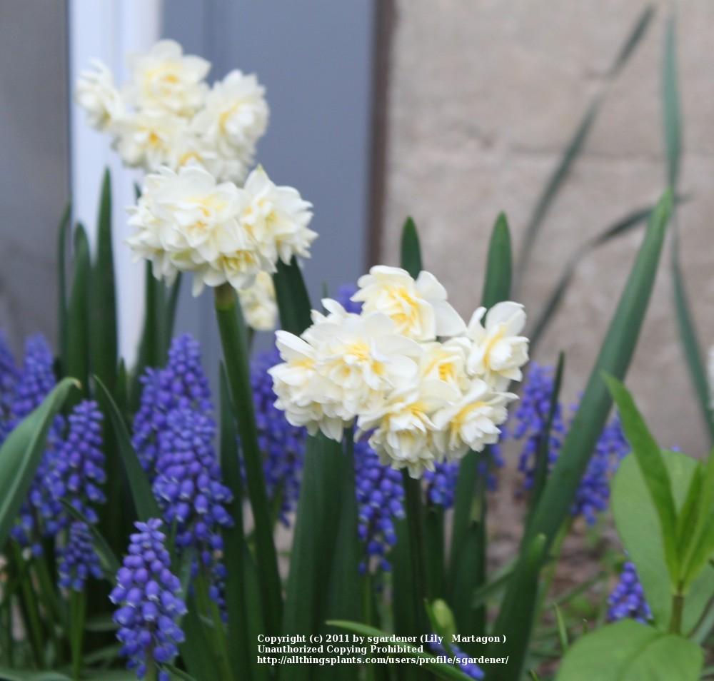 Photo of Double Daffodil (Narcissus 'Erlicheer') uploaded by sgardener
