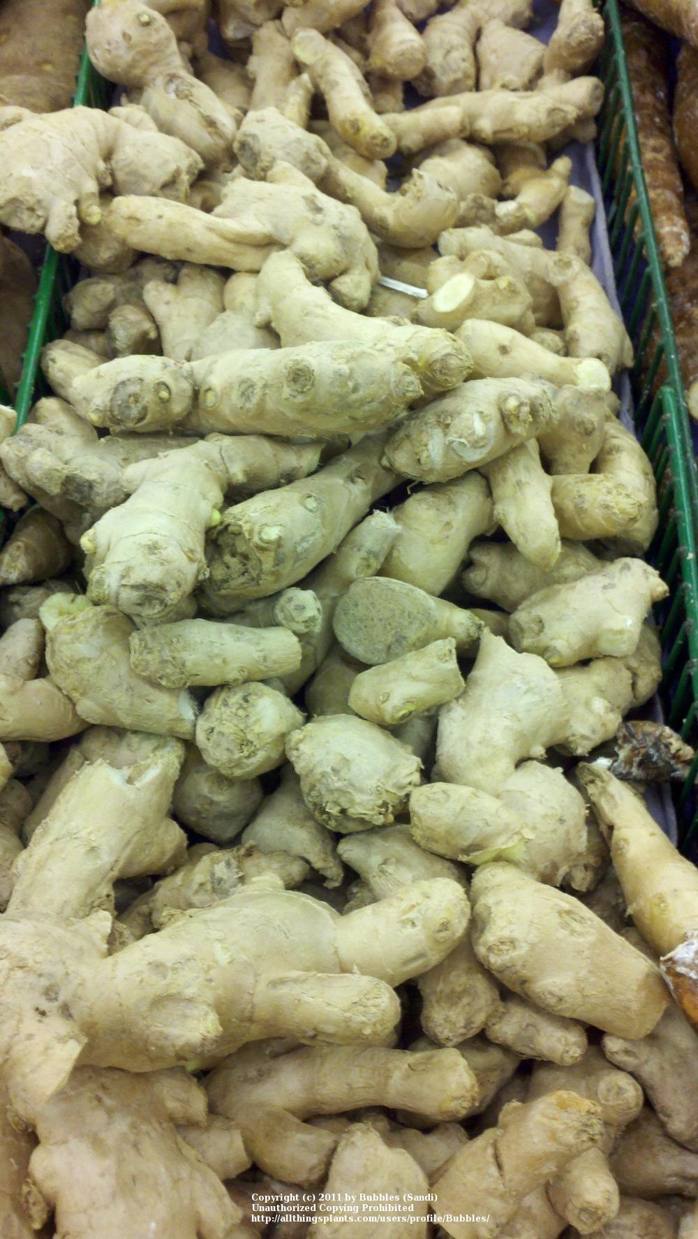 Photo of Common Ginger (Zingiber officinale) uploaded by Bubbles