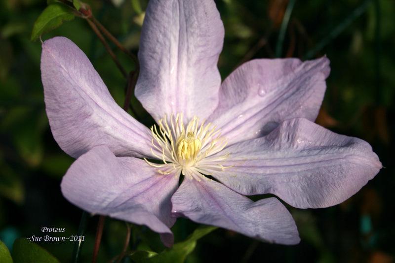 Photo of Clematis 'Proteus' uploaded by Calif_Sue