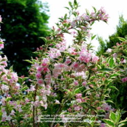 Location: My garden near Lincoln UK
Date: 2008-05-28
It grew a tall stem above other plants then branched out like a s