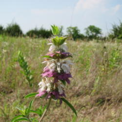 Location: North Texas - Blackland Prairie
Date: 2010-05-30
Horsemint or bee balm is an American prairie wildflower.