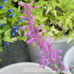 Location: My garden in Kentucky
Date: 2011-10-06
Planted in a container last year, it came back and bloomed this y