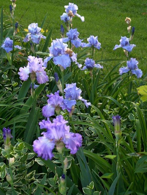 Photo of Irises (Iris) uploaded by Sharon