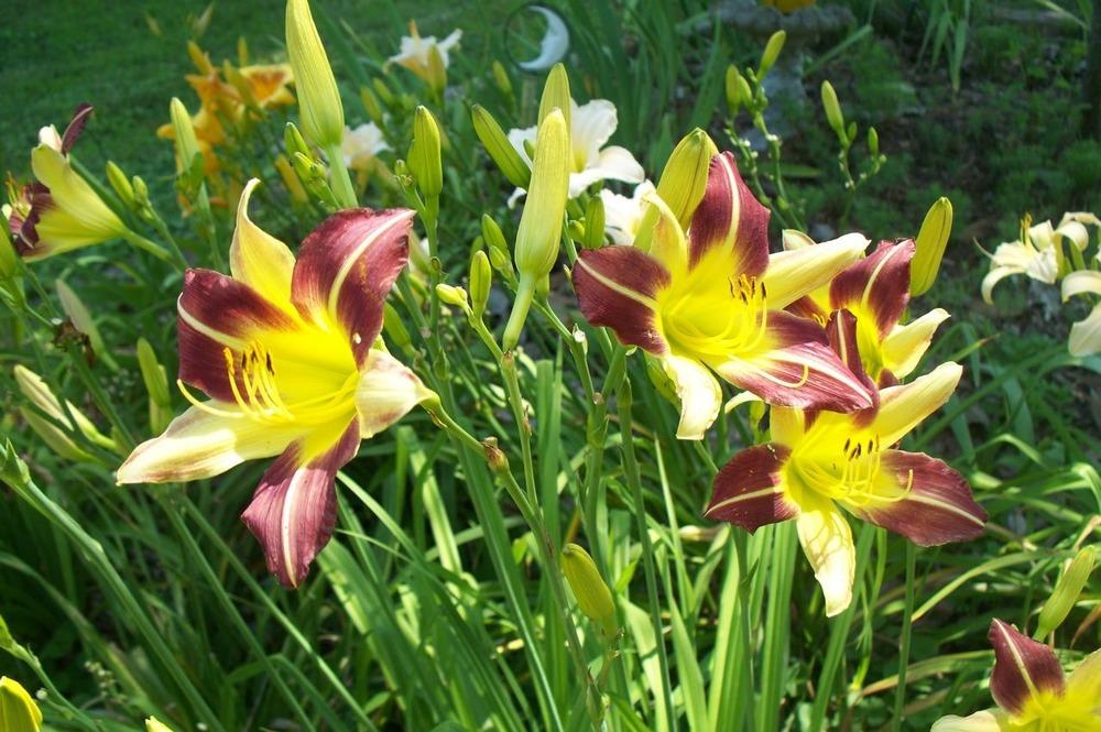Photo of Daylilies (Hemerocallis) uploaded by Sharon