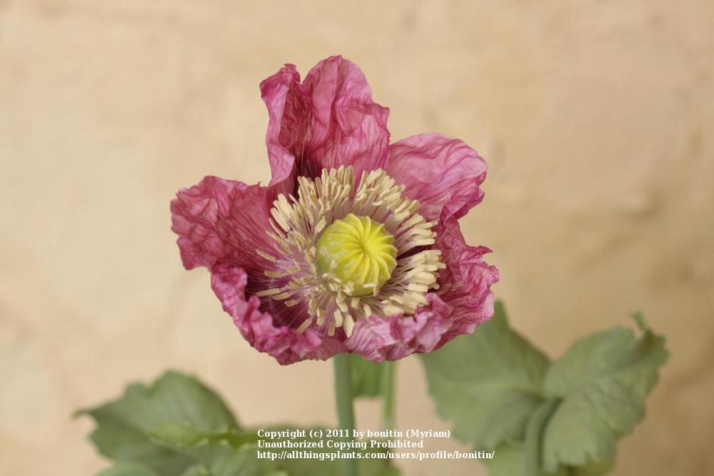 Photo of Poppy (Papaver somniferum 'Dark Plum') uploaded by bonitin