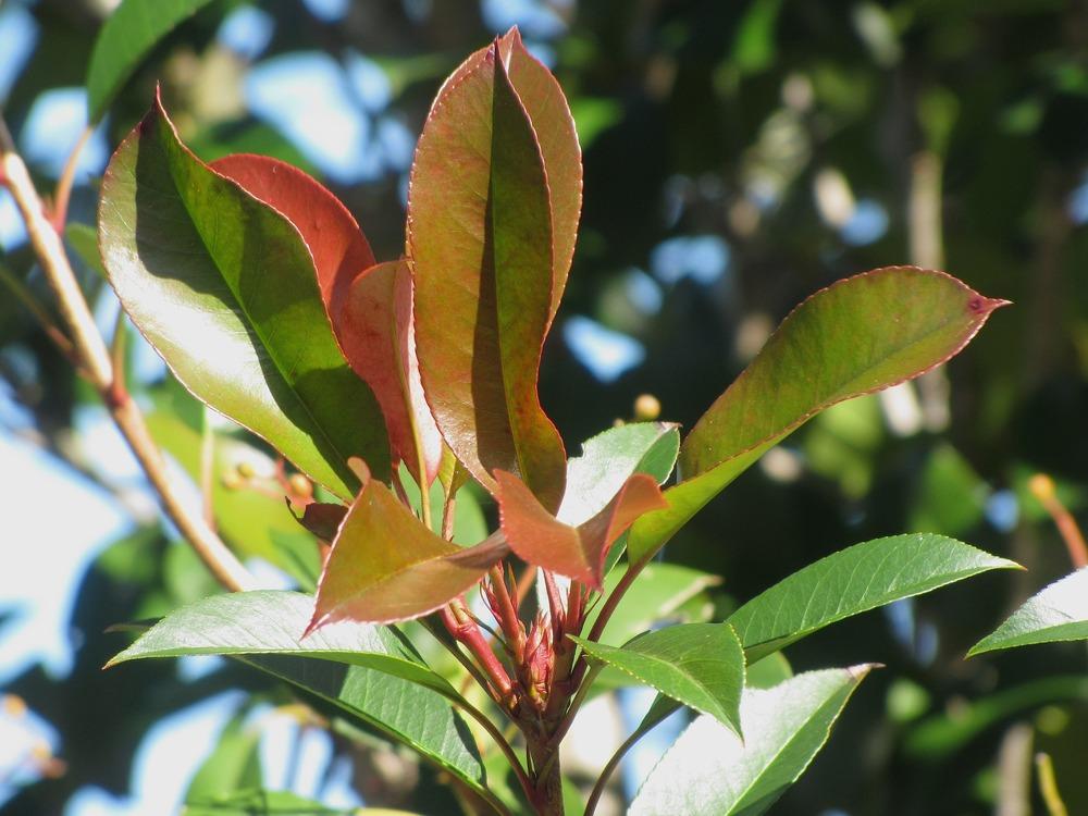 Photo of Red-Tipped Photinia (Photinia 'Fraseri') uploaded by plantladylin